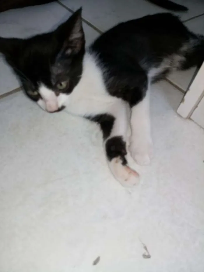 Gato ra a Vira lata idade Abaixo de 2 meses nome Filhotes