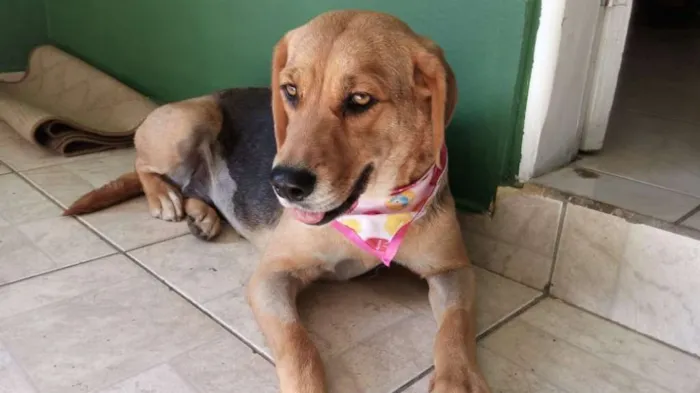 Cachorro ra a Mestiça beagle idade 4 anos nome Docinho