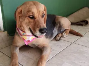 Cachorro raça Mestiça beagle idade 4 anos nome Docinho