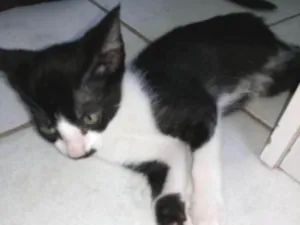 Gato raça Vira lata idade Abaixo de 2 meses nome Filhotes