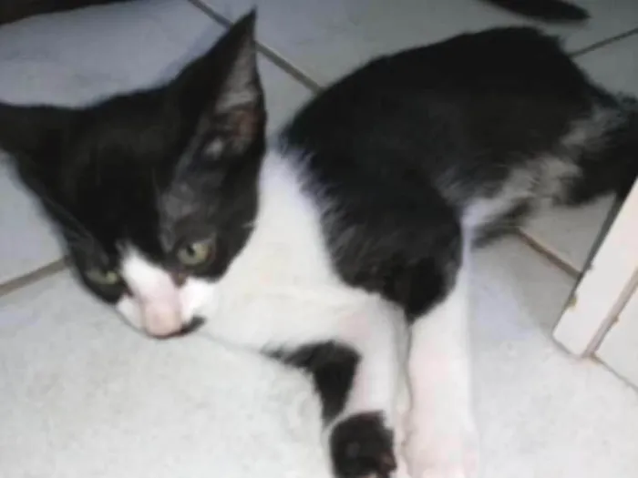 Gato ra a Vira lata idade Abaixo de 2 meses nome Filhotes