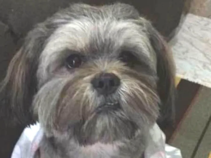 Cachorro ra a Lhasa Apso idade 2 anos nome Nicki