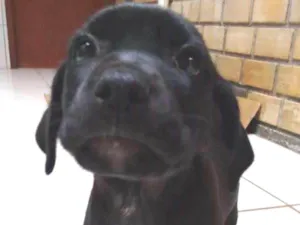Cachorro raça American (mãe) idade Abaixo de 2 meses nome Cacau
