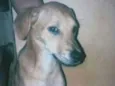 Gordão