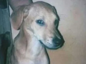 Cachorro raça Srd idade 2 a 6 meses nome Gordão