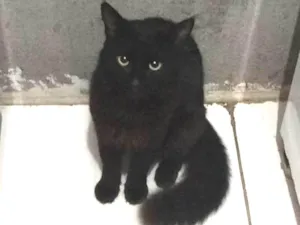 Gato raça Srd idade 7 a 11 meses nome Lico