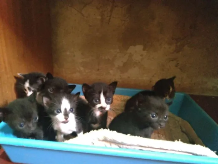 Gato raça SRD idade Abaixo de 2 meses nome Filhotes de gatos 