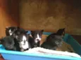 Filhotes de gatos