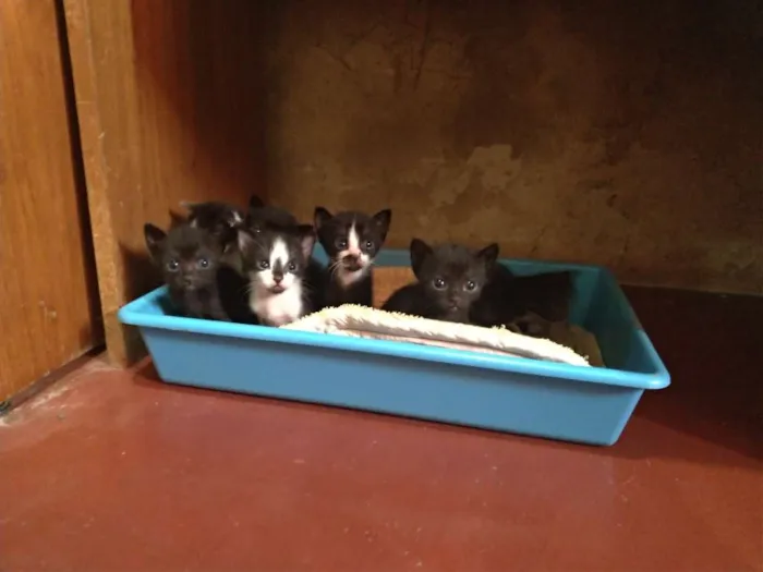 Gato raça SRD idade Abaixo de 2 meses nome Filhotes de gatos 