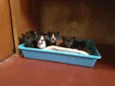 Filhotes de gatos