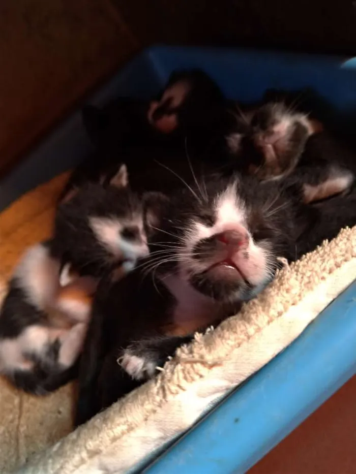 Gato raça SRD idade Abaixo de 2 meses nome Filhotes de gatos 