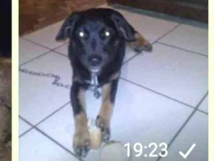 Cachorro ra a Srd idade 6 ou mais anos nome Fusquete