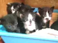 Filhotes de gatos