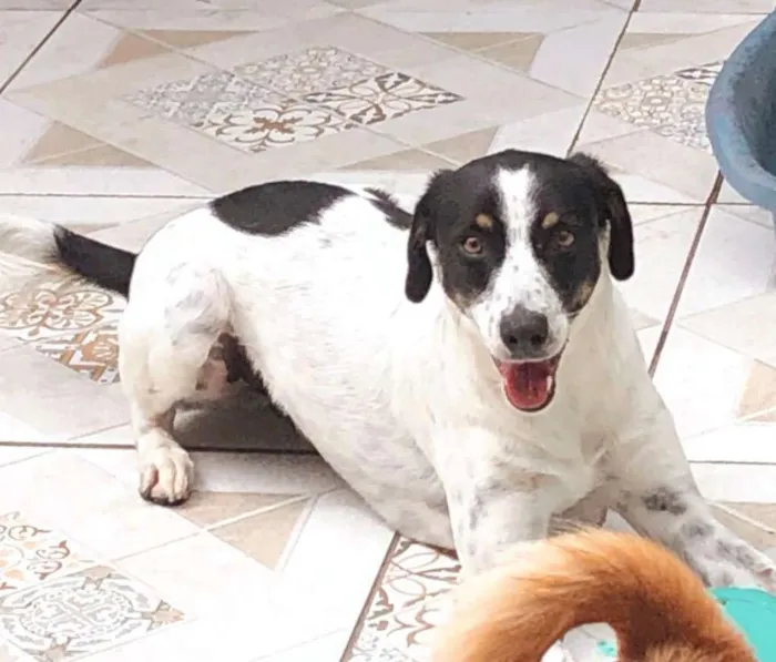Cachorro ra a Srd idade 1 ano nome Bob