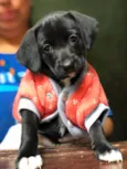 Laila