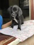 Laila