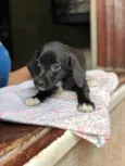 Laila