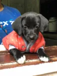 Laila