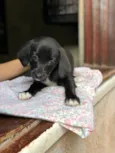 Laila