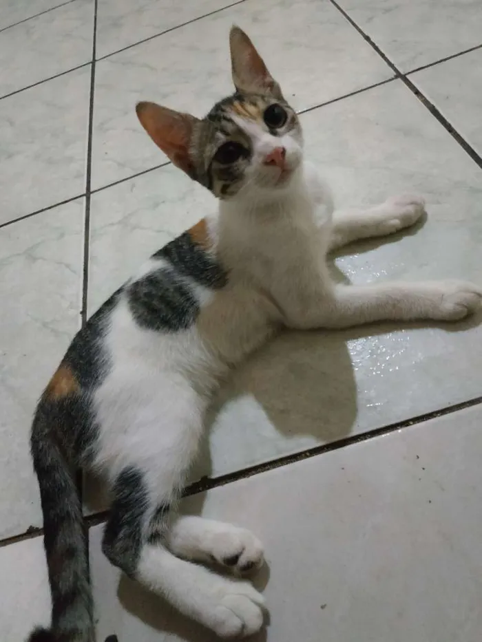 Gato ra a Sem raça definida idade 2 a 6 meses nome Nairobi