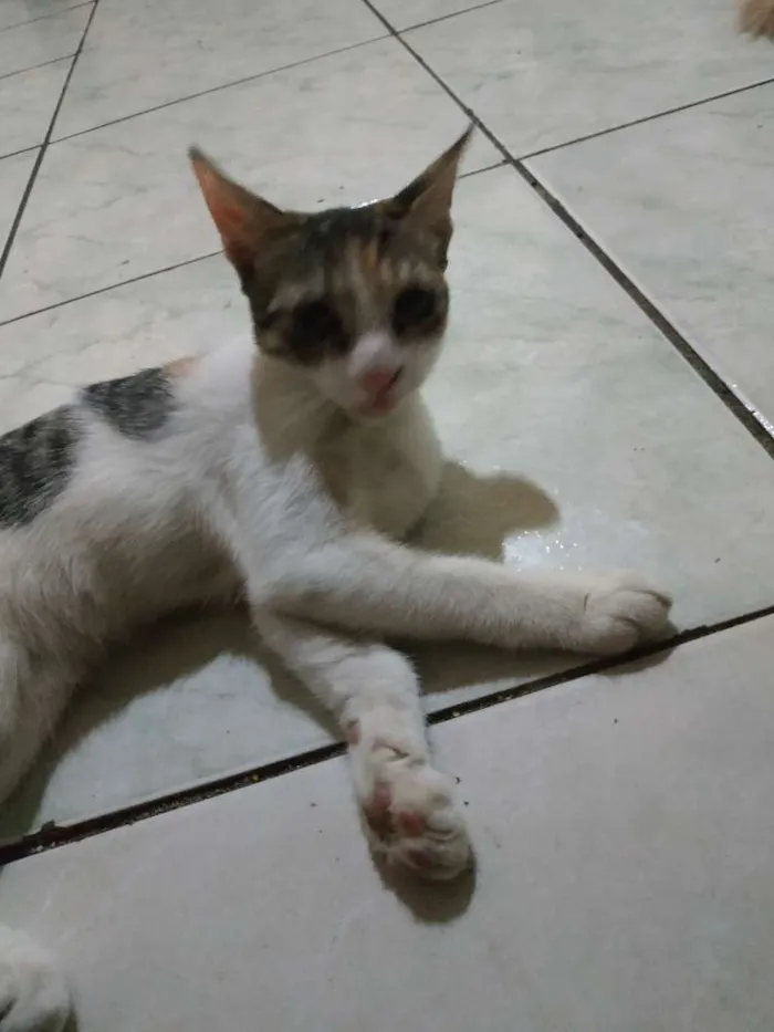 Gato ra a Sem raça definida idade 2 a 6 meses nome Nairobi