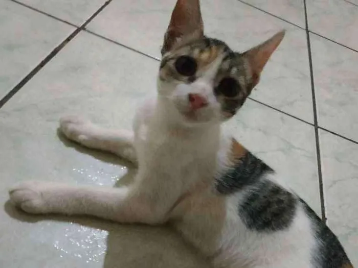 Gato ra a Sem raça definida idade 2 a 6 meses nome Nairobi