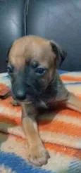 cenourinha