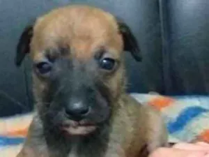 Cachorro raça vira lata  idade  nome cenourinha