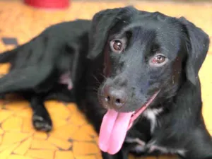 Cachorro raça Srd idade  nome Cleo