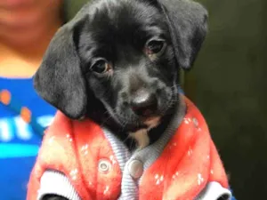 Cachorro raça Srd idade  nome Laila
