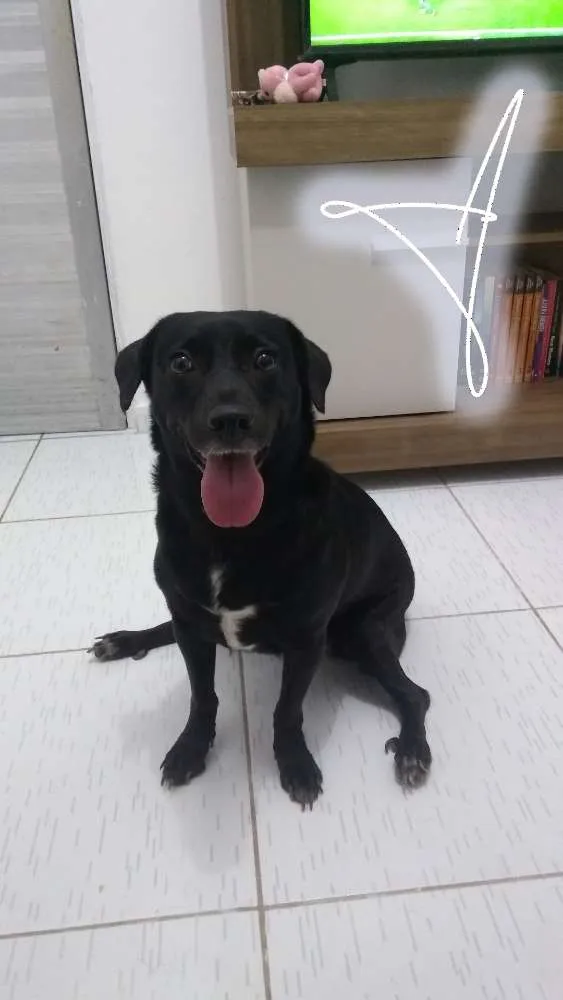 Cachorro ra a vira lata idade 1 ano nome safira