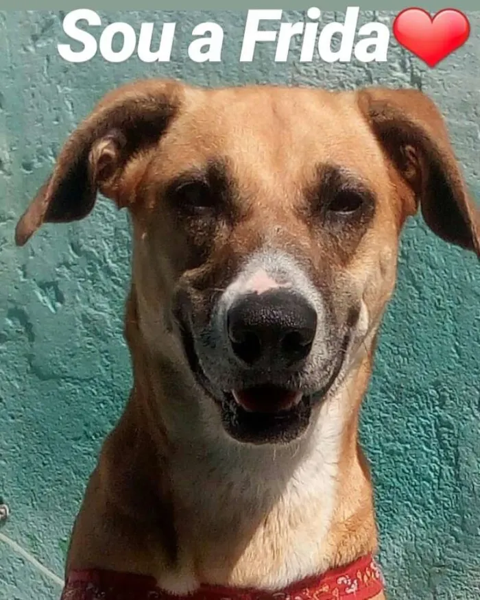 Cachorro raça Srd  idade 2 anos nome Frida