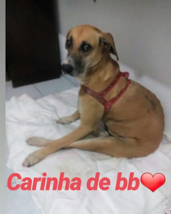 Cachorro raça Srd  idade 2 anos nome Frida