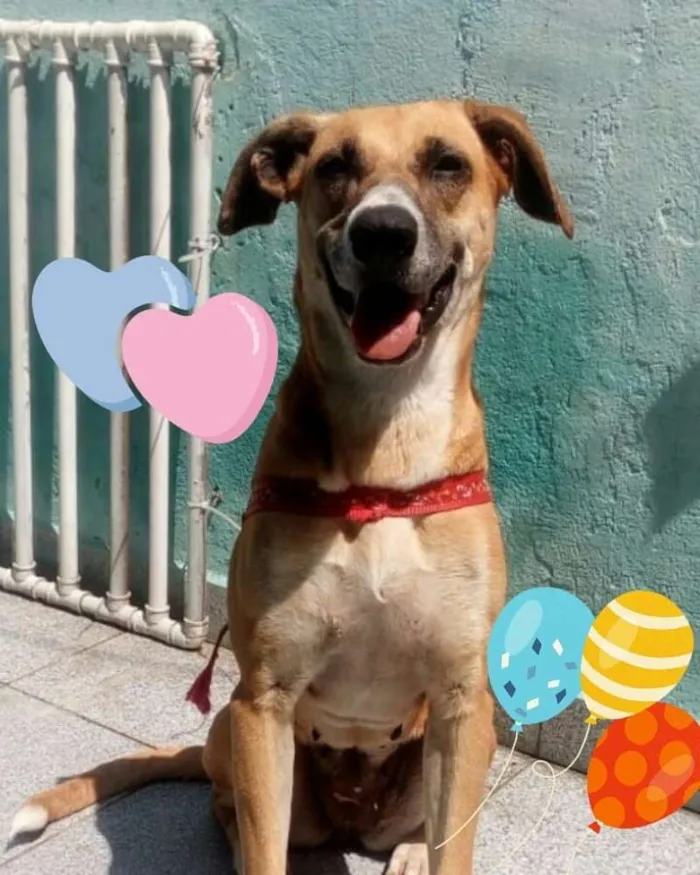 Cachorro raça Srd  idade 2 anos nome Frida