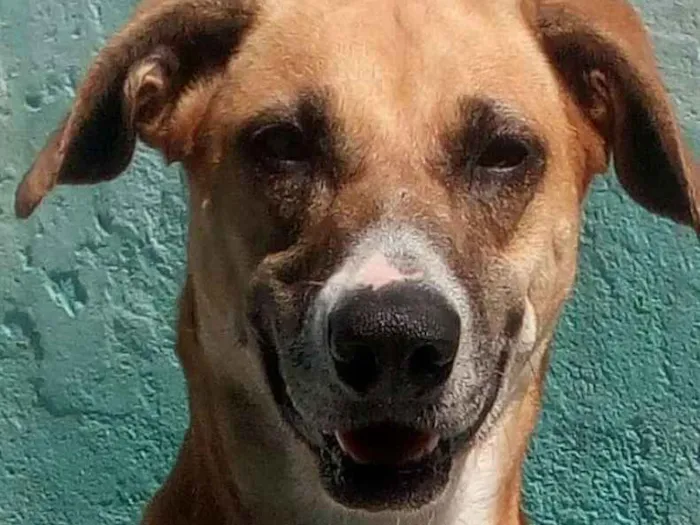 Cachorro raça Srd  idade 2 anos nome Frida