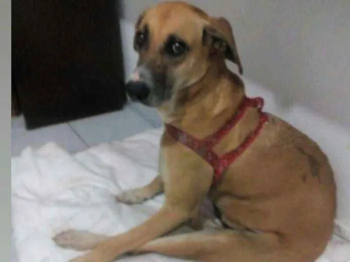 Cachorro raça Srd  idade 2 anos nome Frida