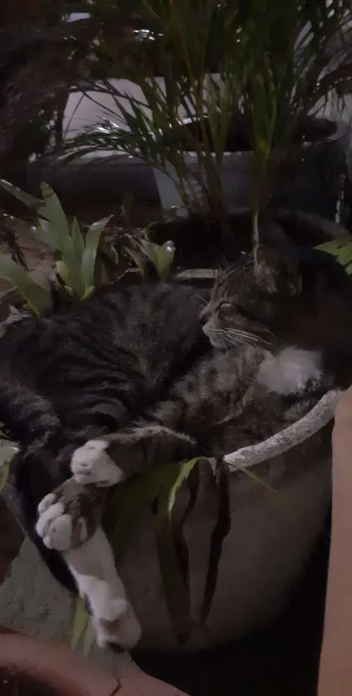 Gato raça SRD idade 1 ano nome Não sei