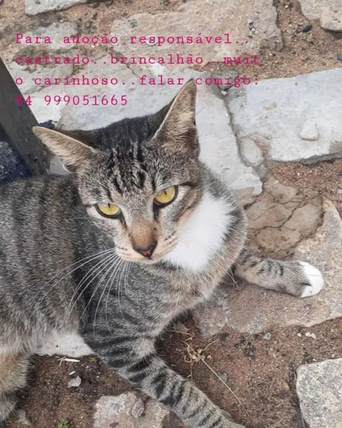 Gato raça SRD idade 1 ano nome Não sei