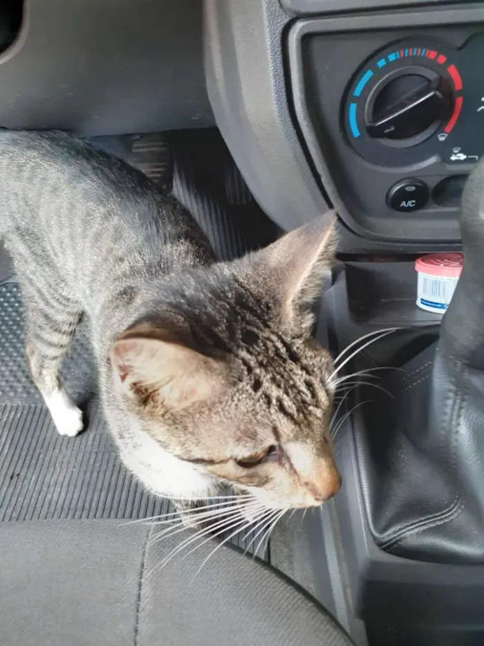 Gato raça SRD idade 1 ano nome Não sei