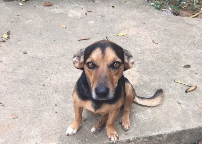 Cachorro ra a Sem raça definida  idade 3 anos nome Bob 