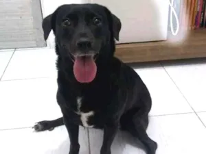 Cachorro raça vira lata idade 1 ano nome safira
