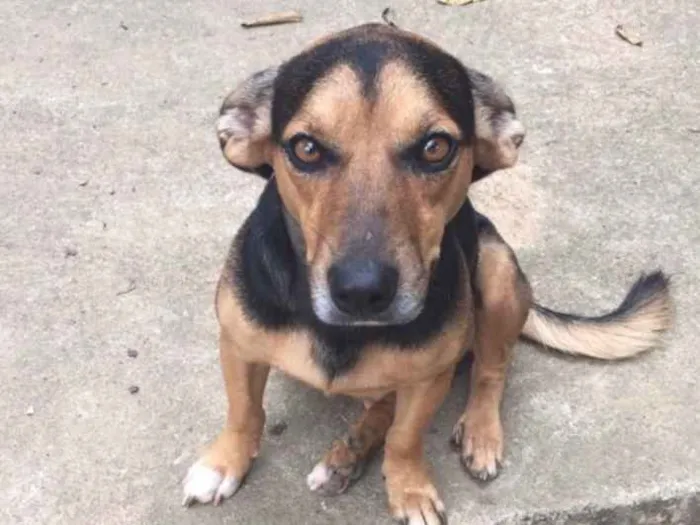 Cachorro ra a Sem raça definida  idade 3 anos nome Bob 