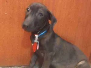 Cachorro raça SRD idade 2 a 6 meses nome JOSEPH