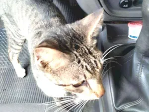 Gato raça SRD idade 1 ano nome Não sei
