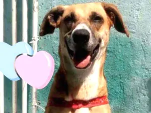Cachorro raça Srd  idade 2 anos nome Frida