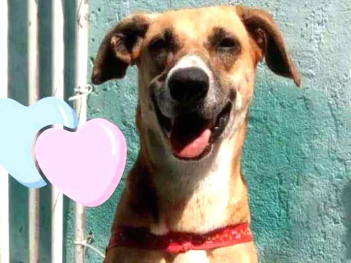 Cachorro raça Srd  idade 2 anos nome Frida