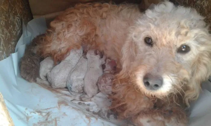 Cachorro ra a Poodle idade Abaixo de 2 meses nome nenês
