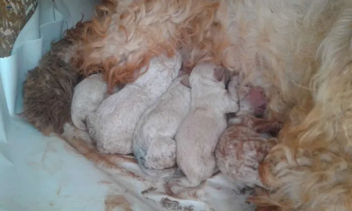 Cachorro ra a Poodle idade Abaixo de 2 meses nome nenês