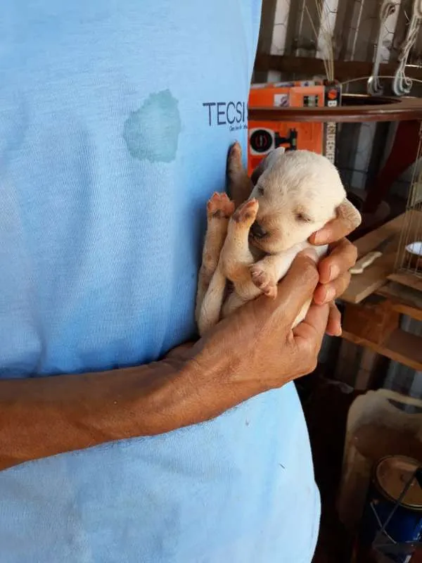 Cachorro ra a Poodle idade Abaixo de 2 meses nome nenês