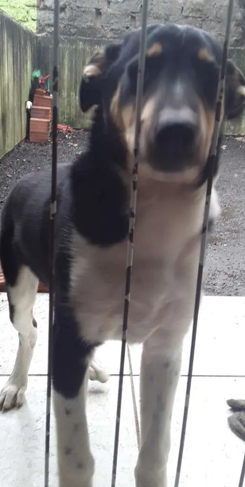 Cachorro ra a Border collie idade 2 a 6 meses nome Urso